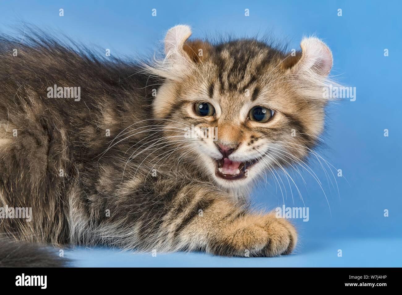 American Longhair Cat Stock Photos American Longhair Cat Stock