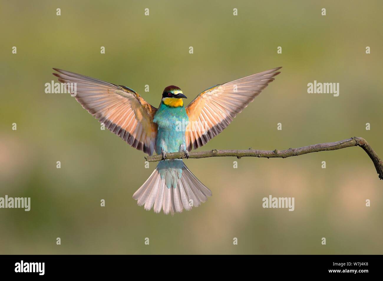 Bee-eater (Merops apiaster) approaching a branch with spread out wings, National Park Lake Neusiedl, Burgenland, Austria Stock Photo