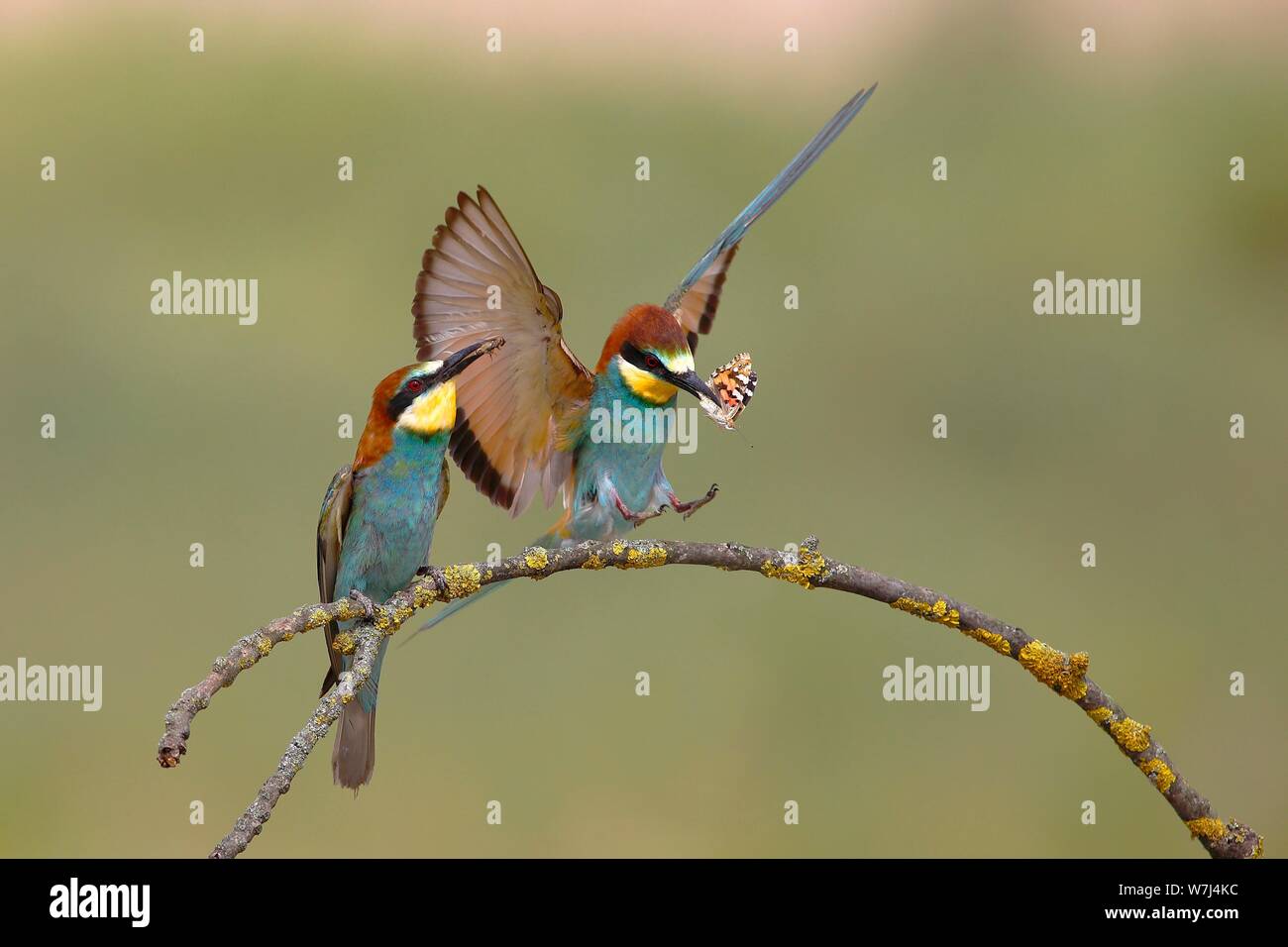 Two bee-eaters (Merops apiaster), old bird approaching a branch with prey as a bridal gift, National Park Lake Neusiedl, Burgenland, Austria Stock Photo