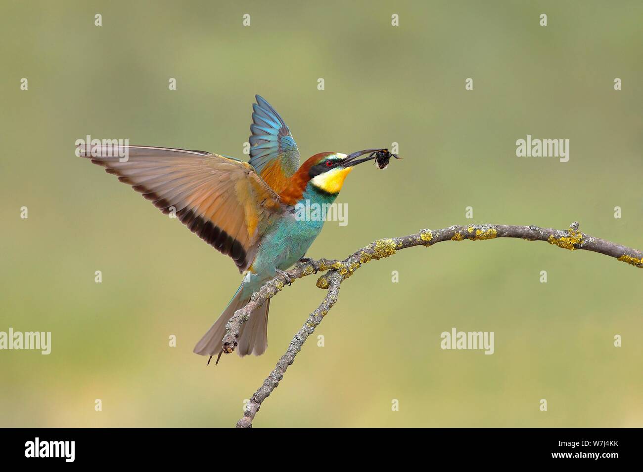 Bee-eater (Merops apiaster), old bird approaching a branch with prey, National Park Lake Neusiedl, Burgenland, Austria Stock Photo