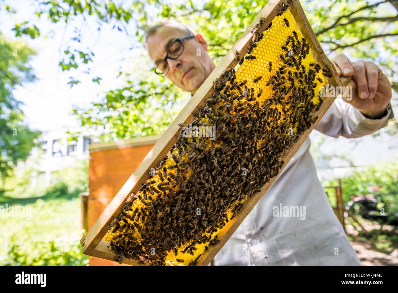 Beekeeper examines a honeycomb with honey bees (Apis) at his stock ...