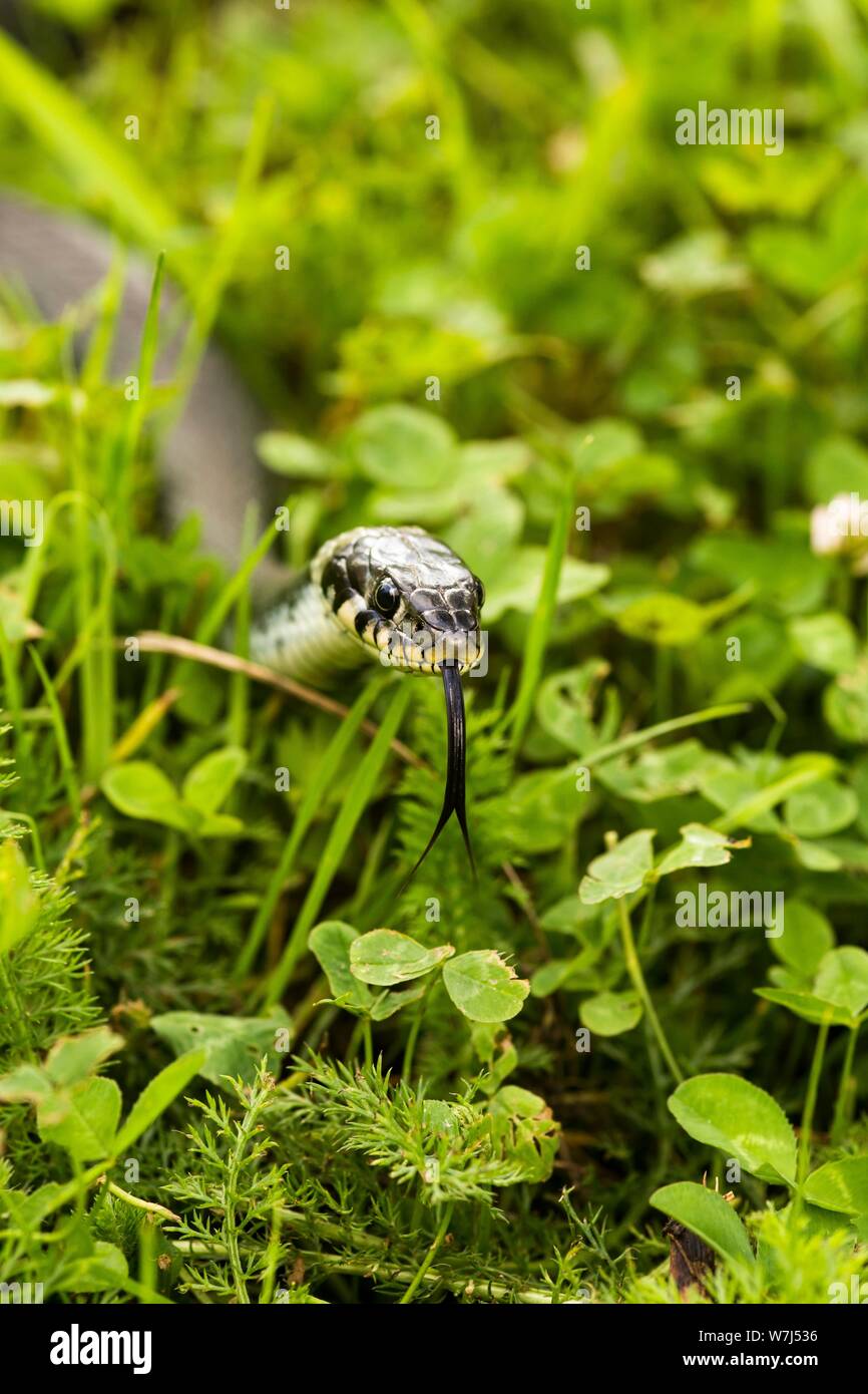 Grass snake (Natrix Natrix), tongue stretched out, in grass, Gunnarskog, Varmland, Sweden Stock Photo