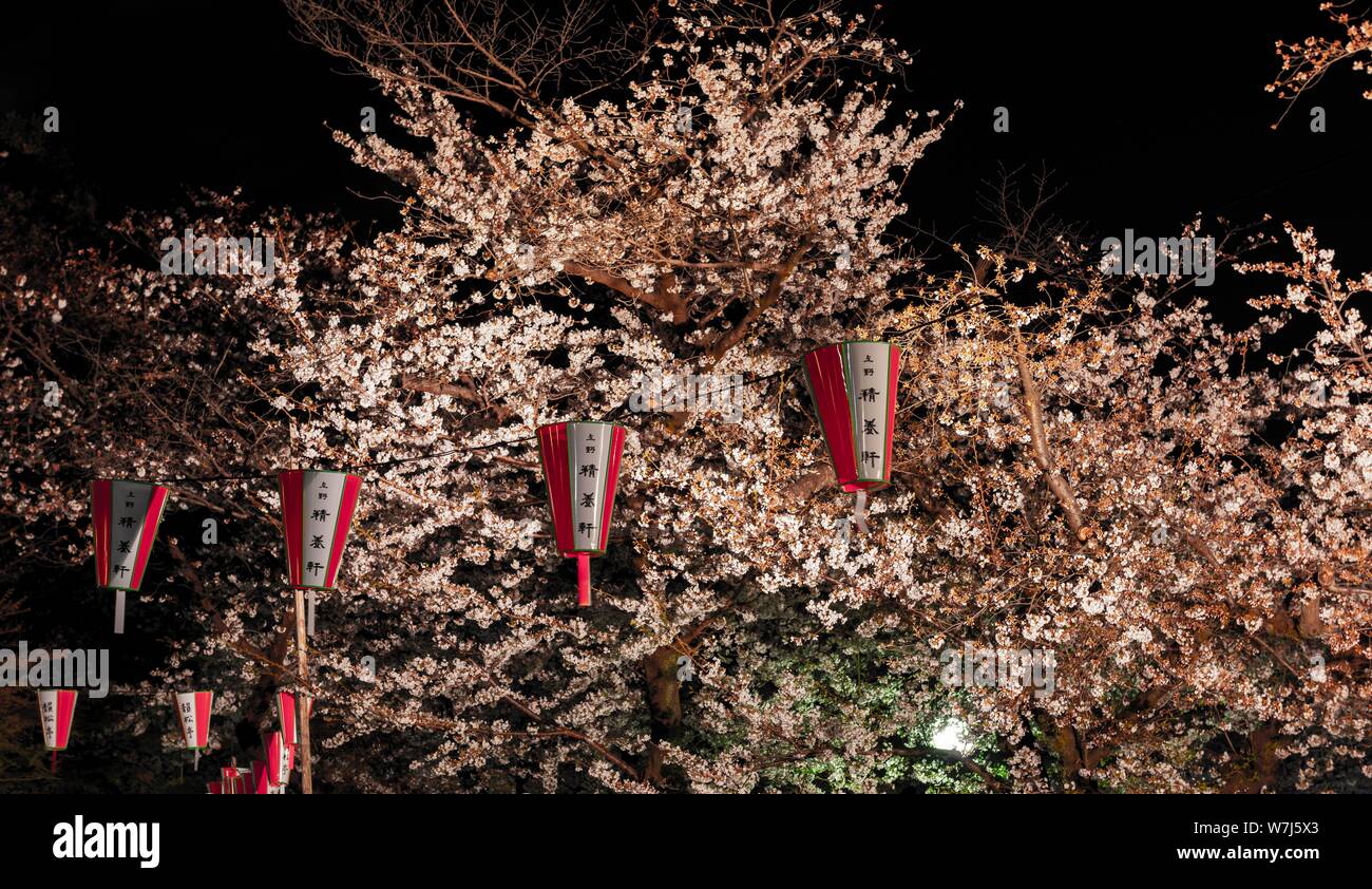 Paper lanterns hanging in blossoming cherry trees at night, cherry blossom in spring, Hanami Fest, Ueno Park, Taito City, Tokyo, Japan Stock Photo