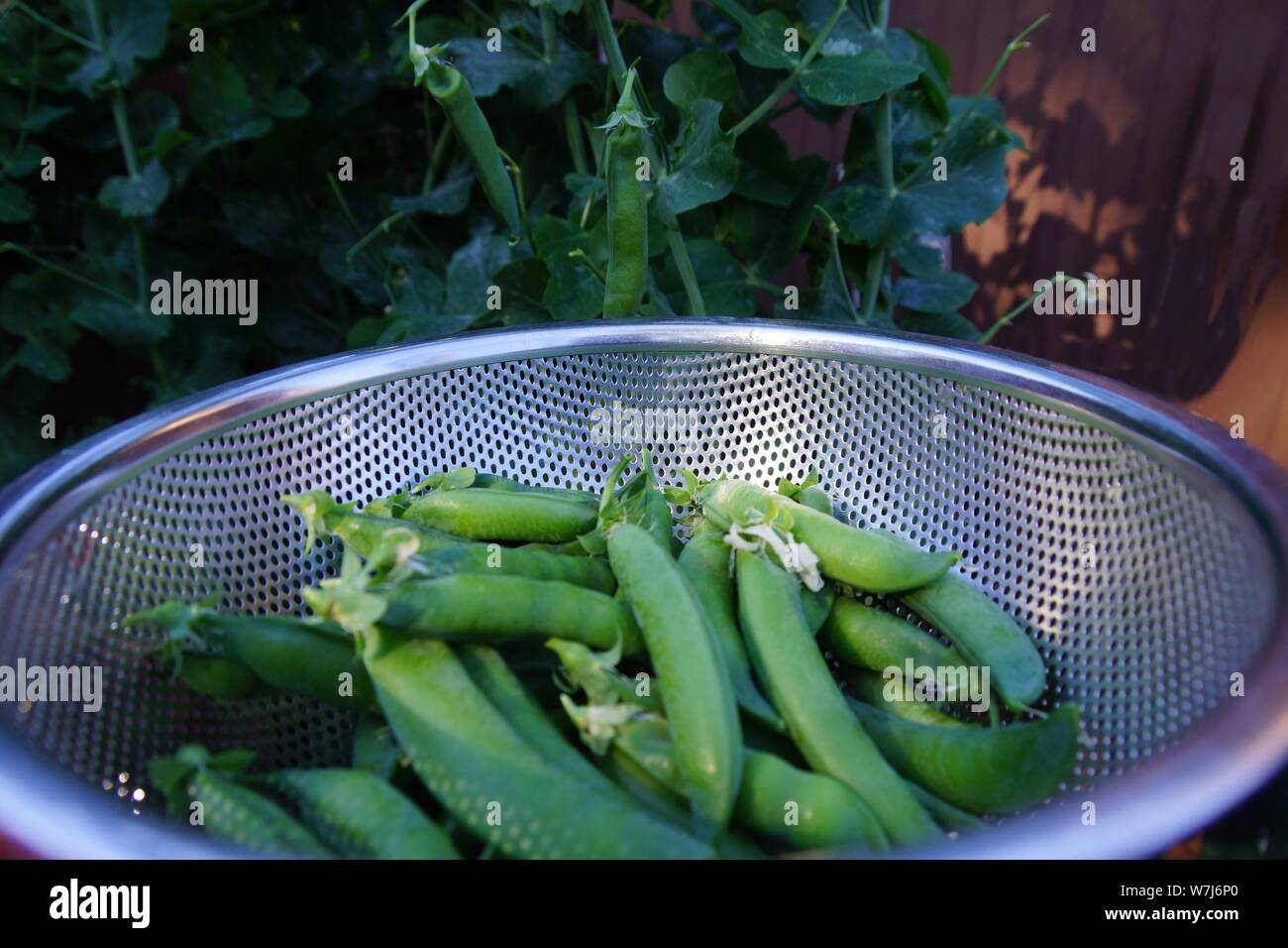 Harvesting sugar snap peas from garden Stock Photo Alamy