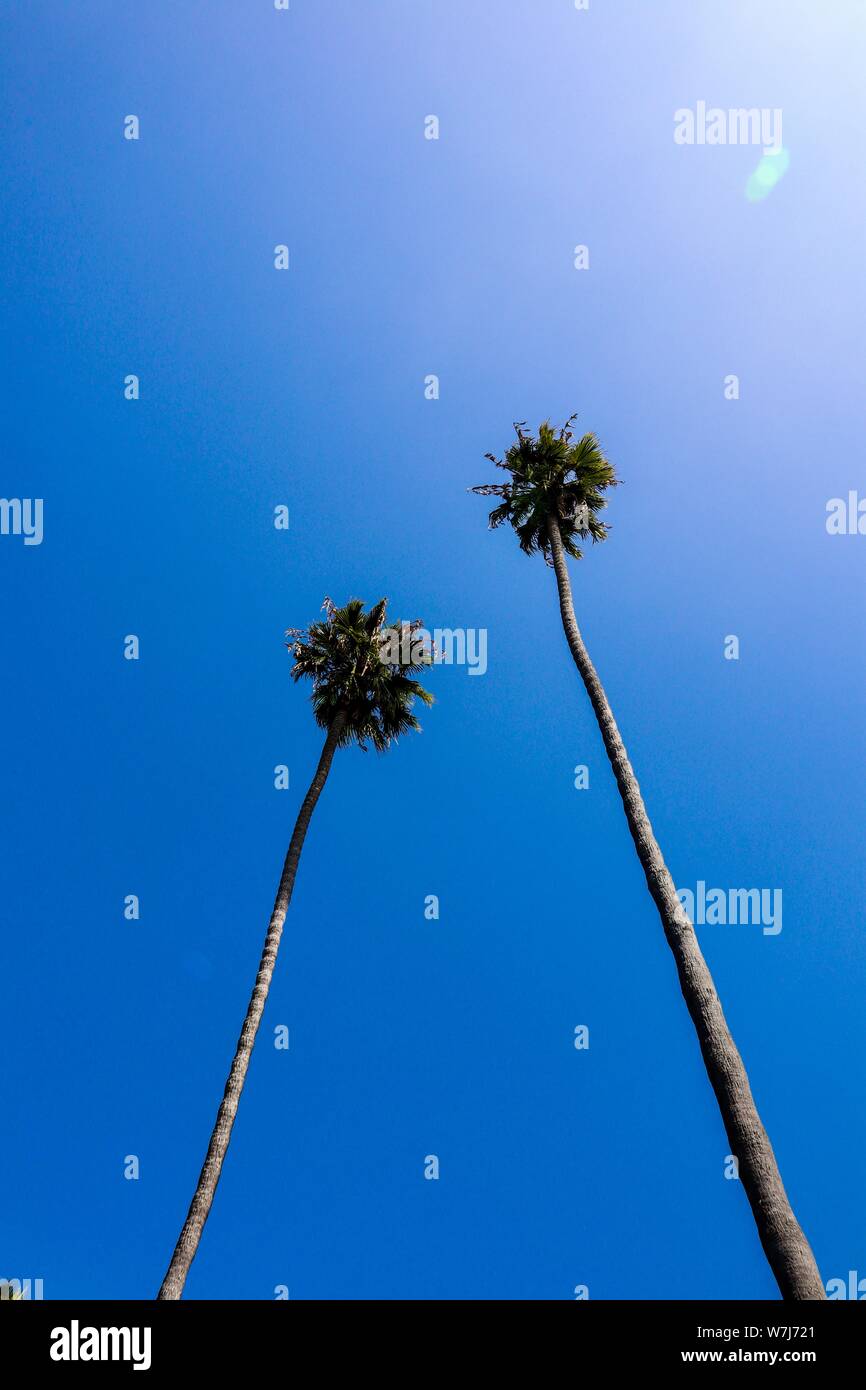 Two tall skinny palm trees against blue sky Stock Photo Alamy