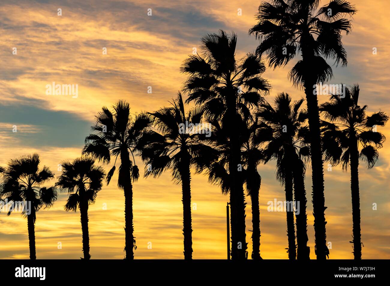 Very tall skinny palm trees hires stock photography and images Alamy