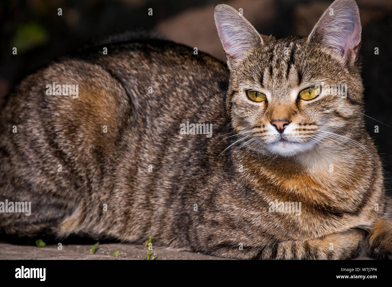 A tabby cat relaxes in the sun, looking to the left of the camera Stock ...