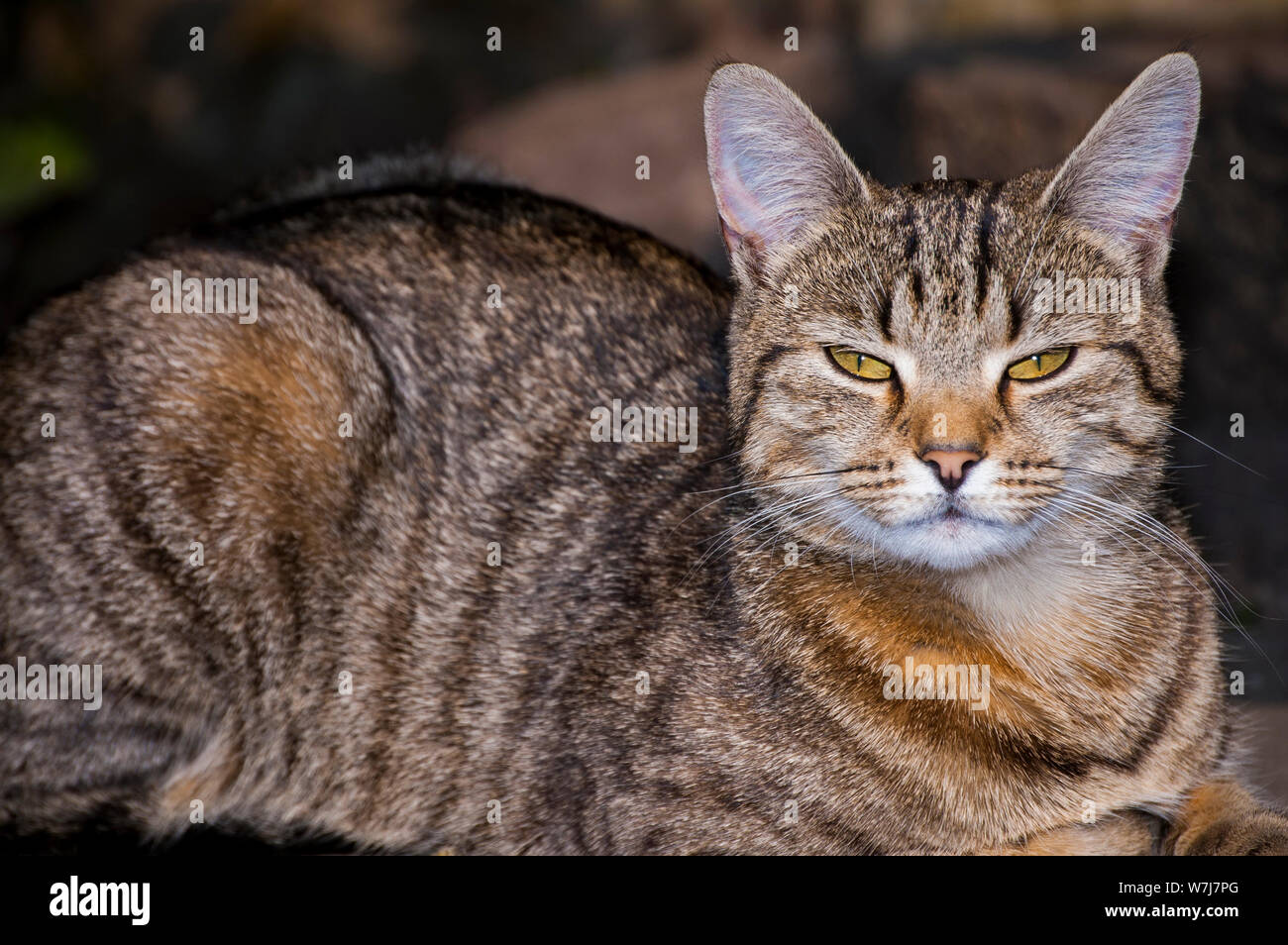 A tabby cat relaxes in the sun, looking directly at the camera Stock ...