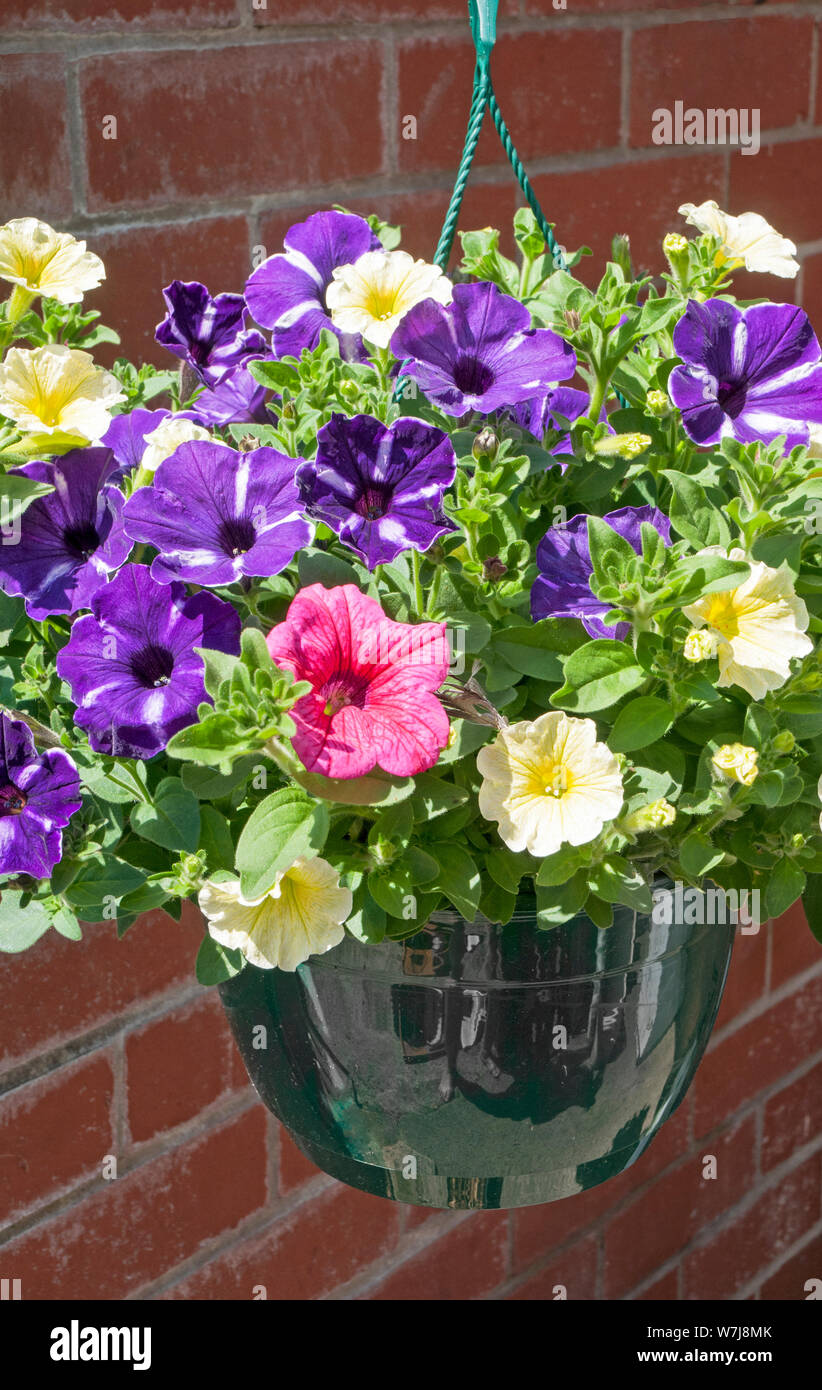 Hanging basket flowers hi-res stock photography and images - Alamy