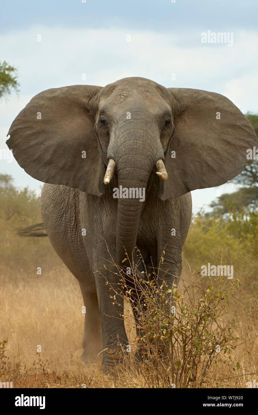 Mock attack of a large matriarch elephant Stock Photo