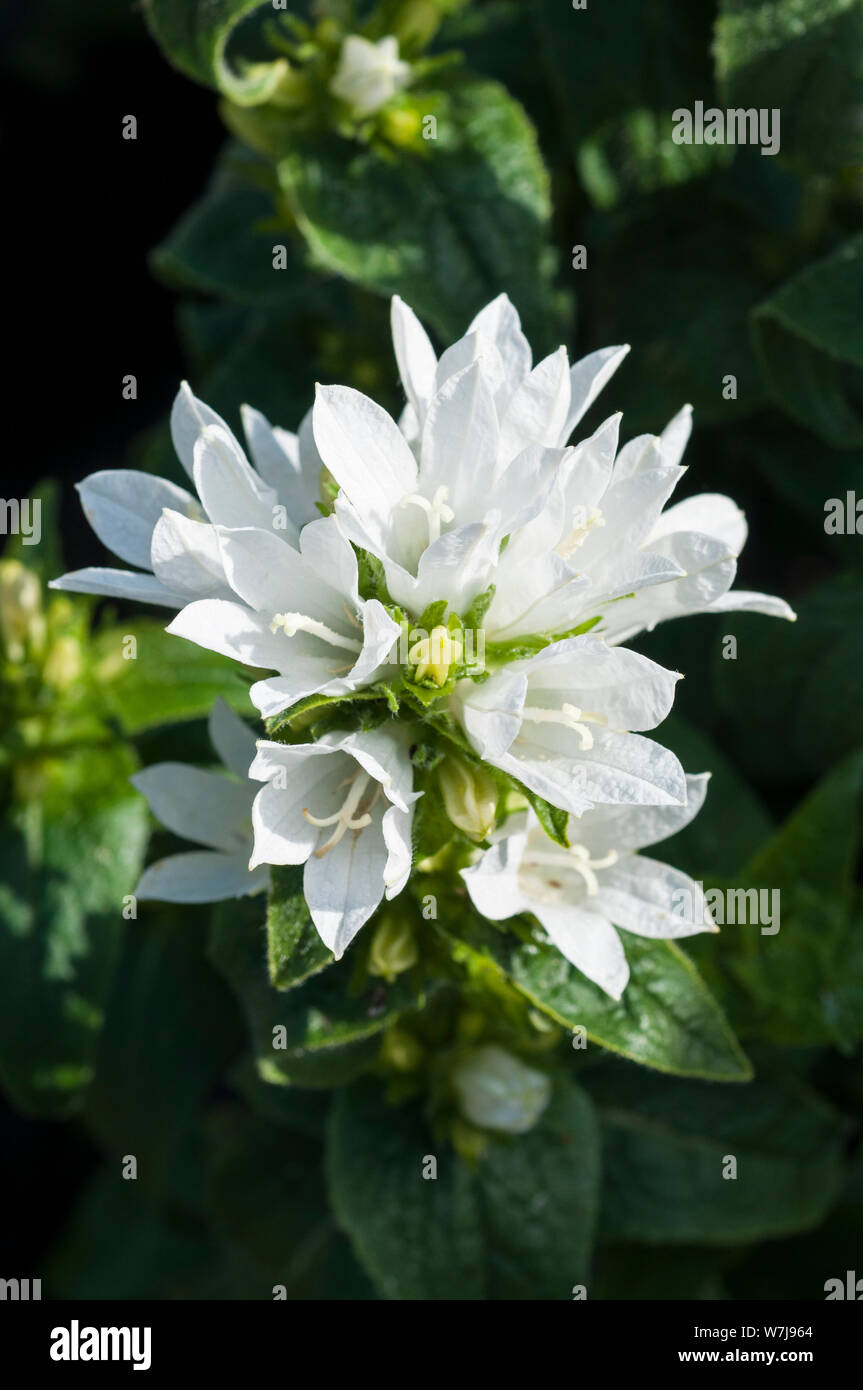 Close up of white Campanula glomerata flower  A perennial that is fully hardy and sometimes called Clustered Bellflower Stock Photo