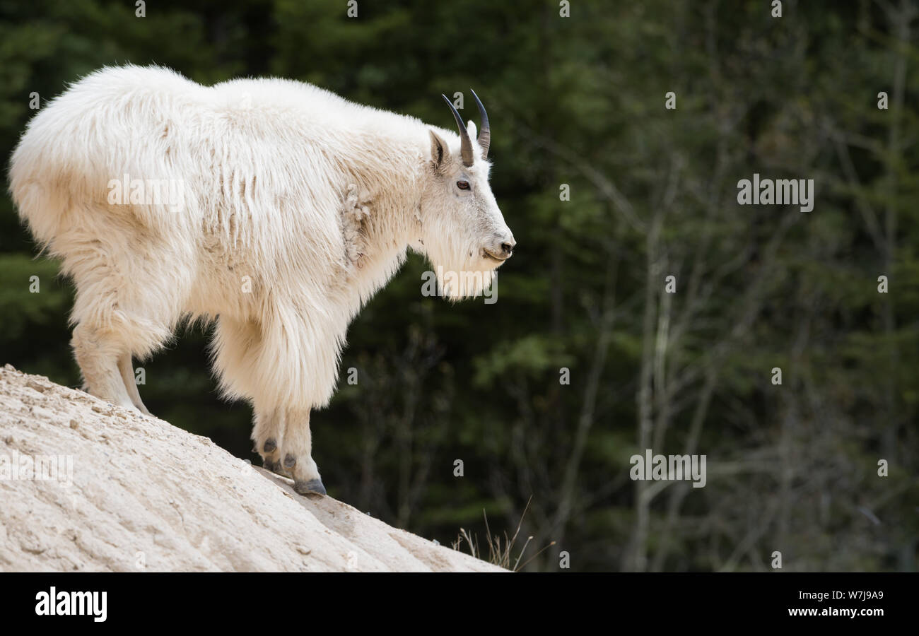 Mountain goat in the wild Stock Photo - Alamy