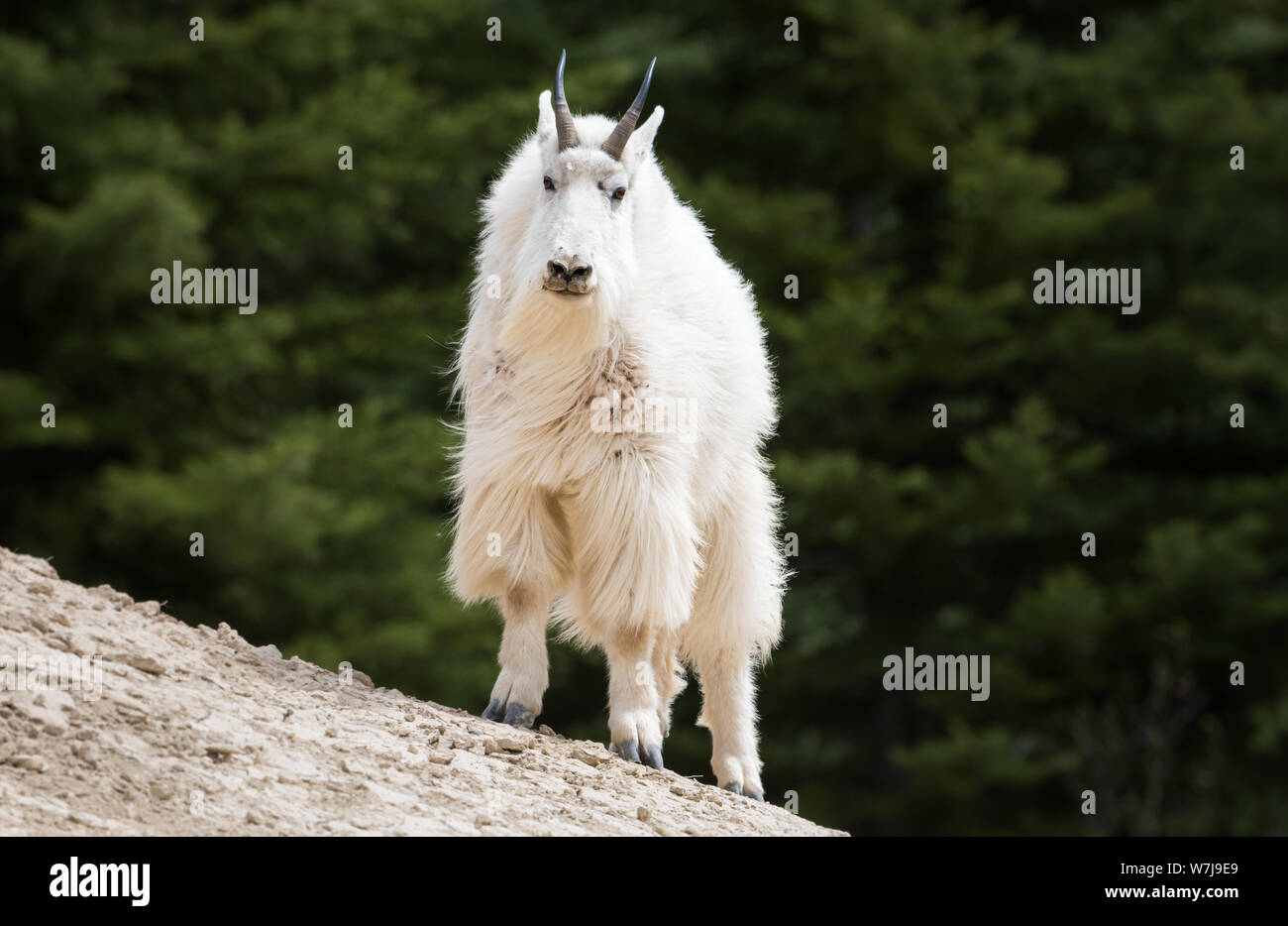 Mountain goat in the wild Stock Photo - Alamy