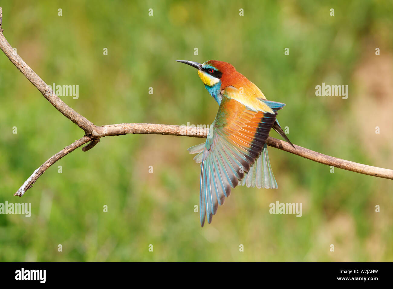 A European bee-eater (Merops apiaster) perches on a branch and spreads its wings, Koros-Maros National Park, Bekes County, Hungary Stock Photo