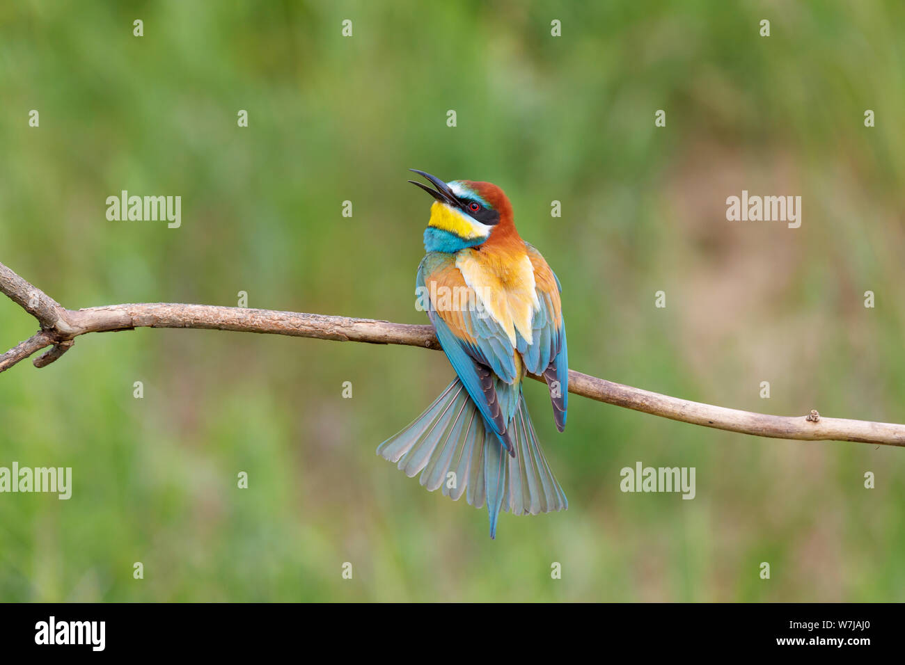 A European bee-eater (Merops apiaster) perches on a branch with an open beak ruffling its feathers, Koros-Maros National Park, Bekes County, Hungary Stock Photo
