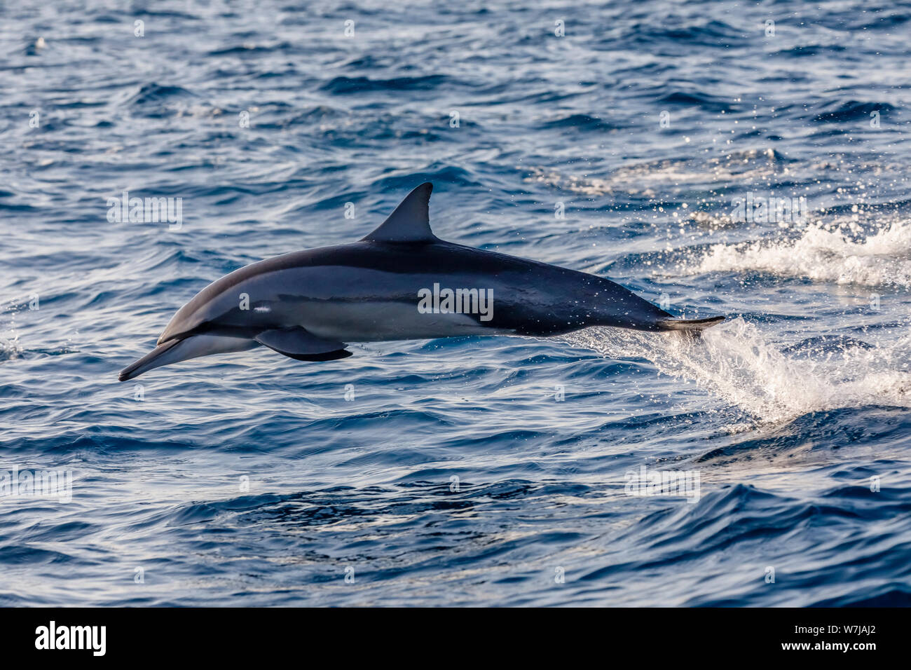 A spinner dolphin (Stenella longirostris) leaps out of the waves at high speed, seen while whale watching at Weligama on the south coast of Sri Lanka Stock Photo