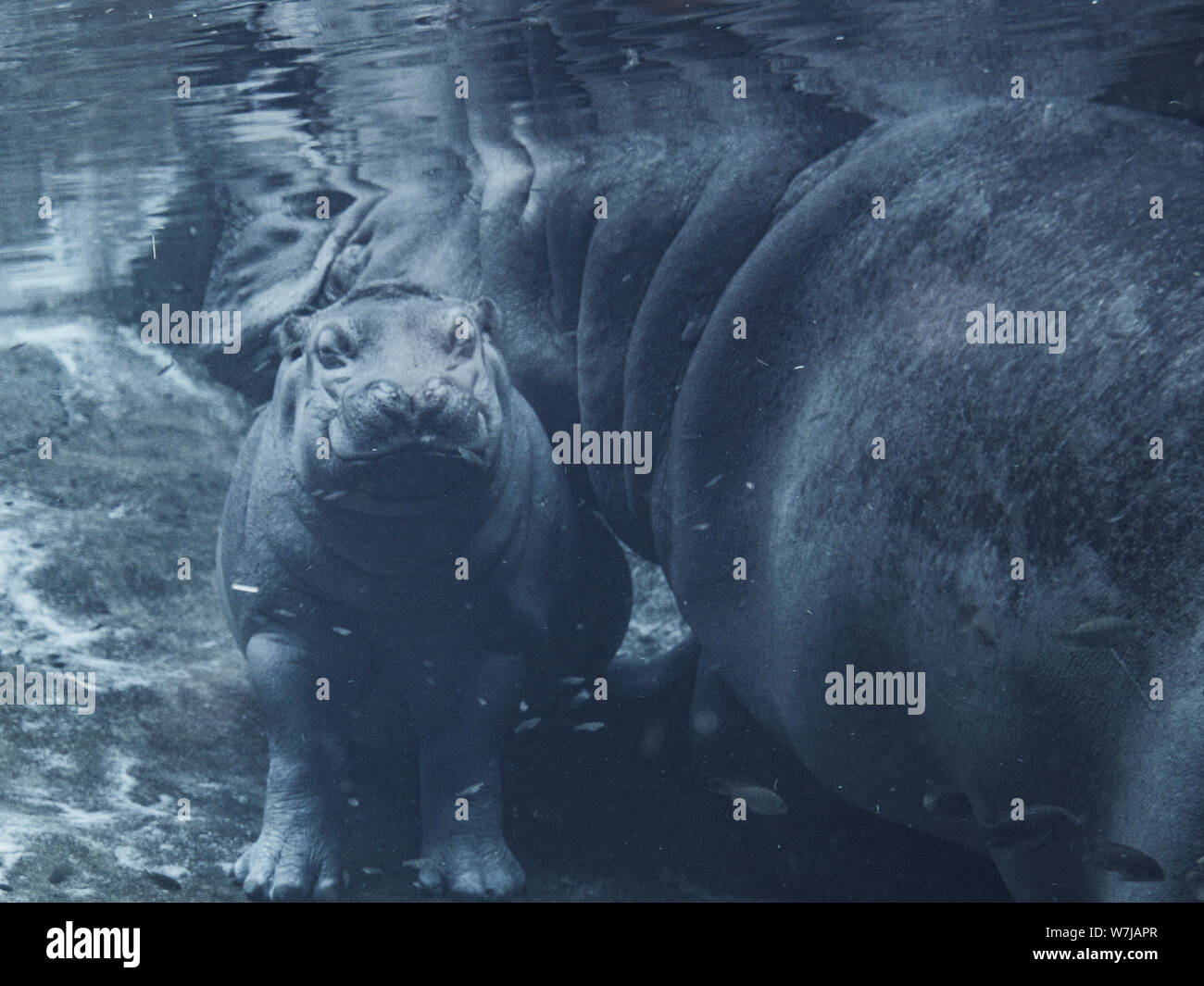 baby boy hippo with mother Stock Photo - Alamy