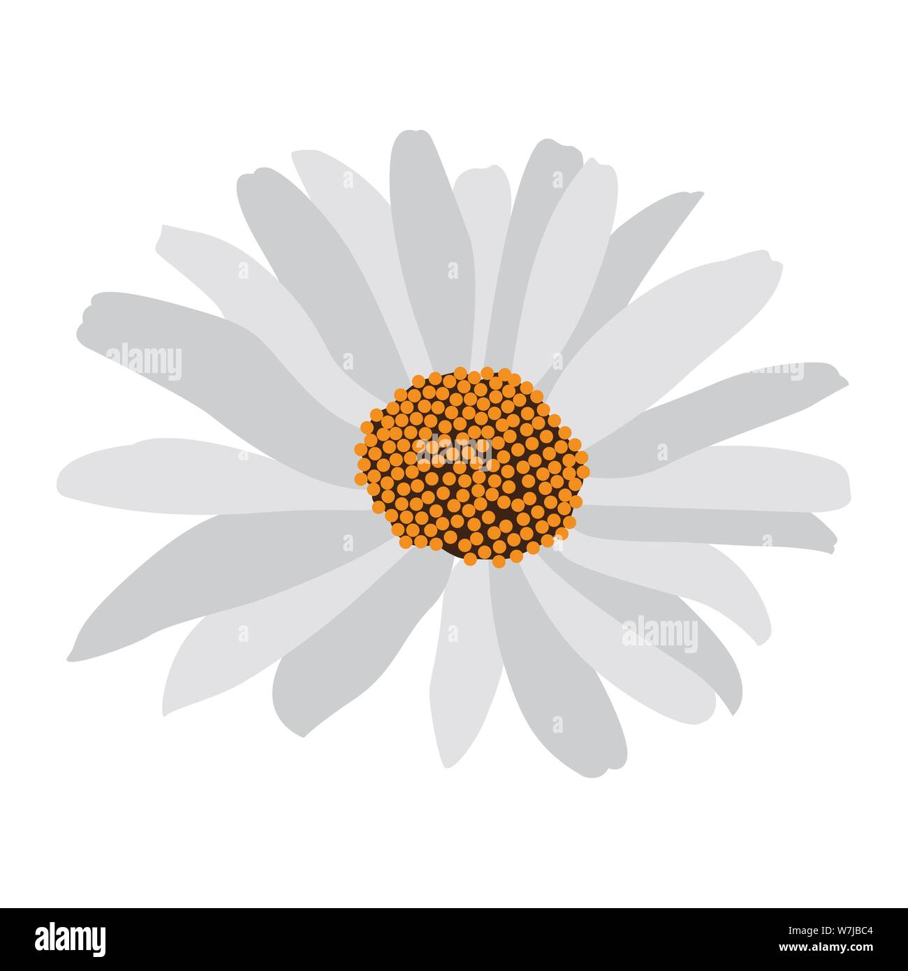 Isolated daisy flower over a white background - Vector Stock Vector ...