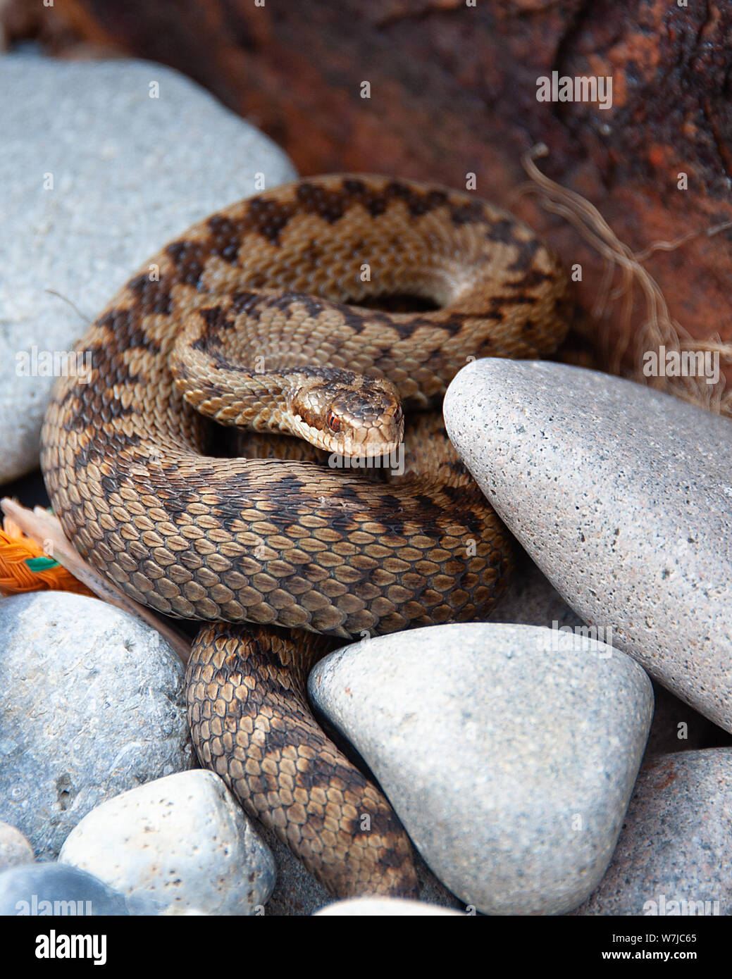 Adder snake, North Wales coast, UK (Vipera berus) Stock Photo