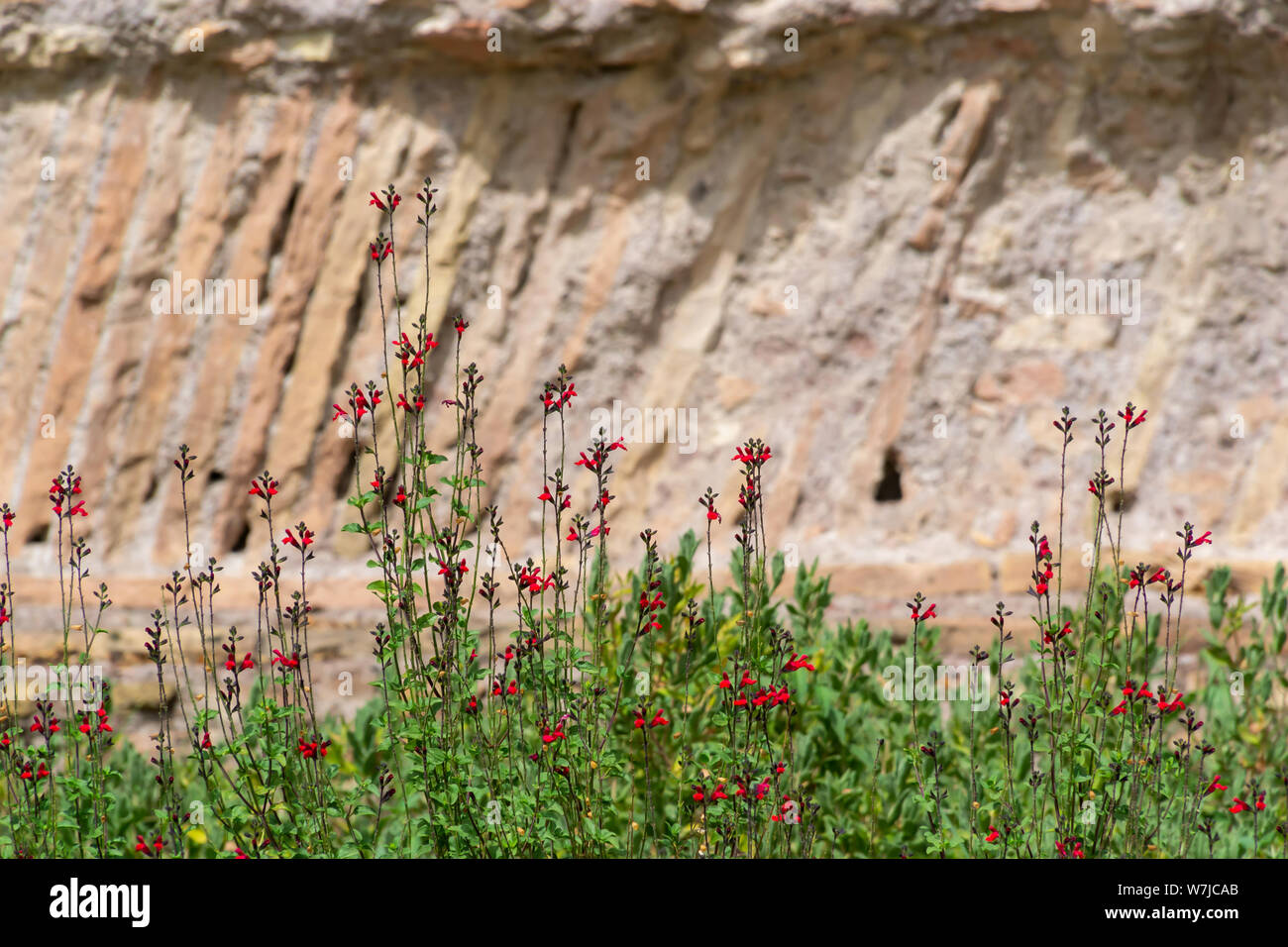 Scarlet flowering sage royal bumble or salvia x jamensis Reve Rouge blooming in Italy in the summertime. Stock Photo