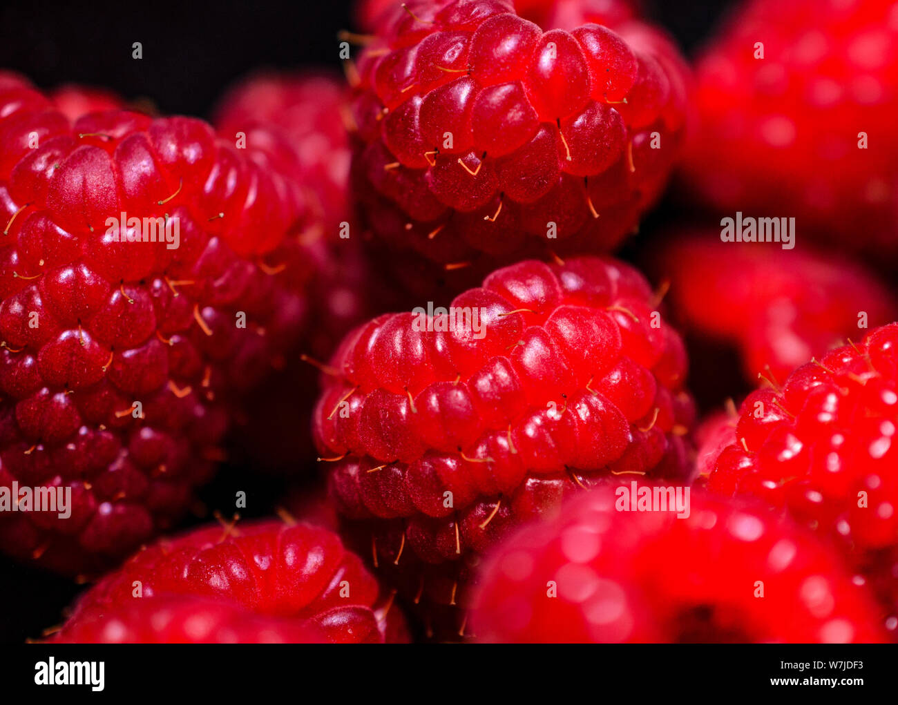Closeup of Juicy Plump Fresh Raspberries with Sharp Styles (Hairs) Stock Photo