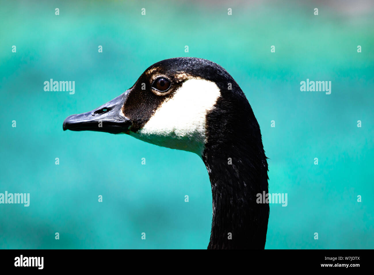 Closeup Portrait of Canada Goose by Water in Bright Daylight Stock Photo