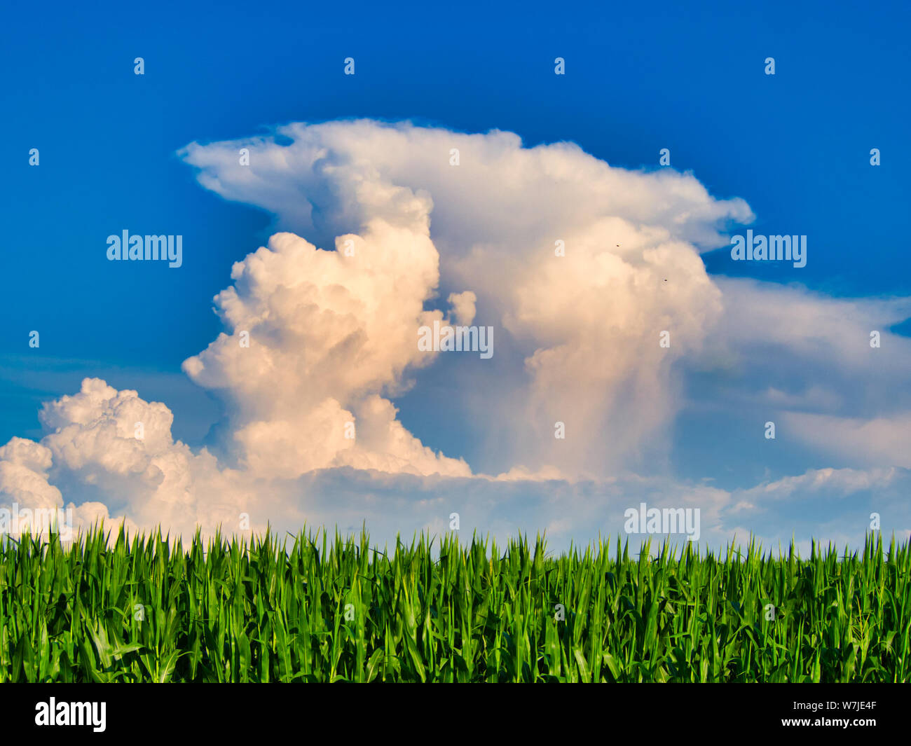 Up draft Storm clouds above a Ohio USA corn field Stock Photo