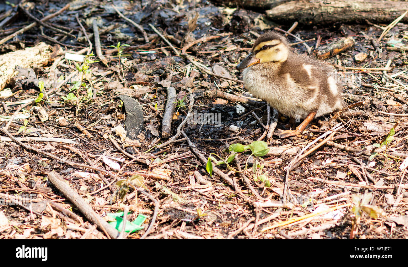 Brown and yellow duckling hires stock photography and images Alamy