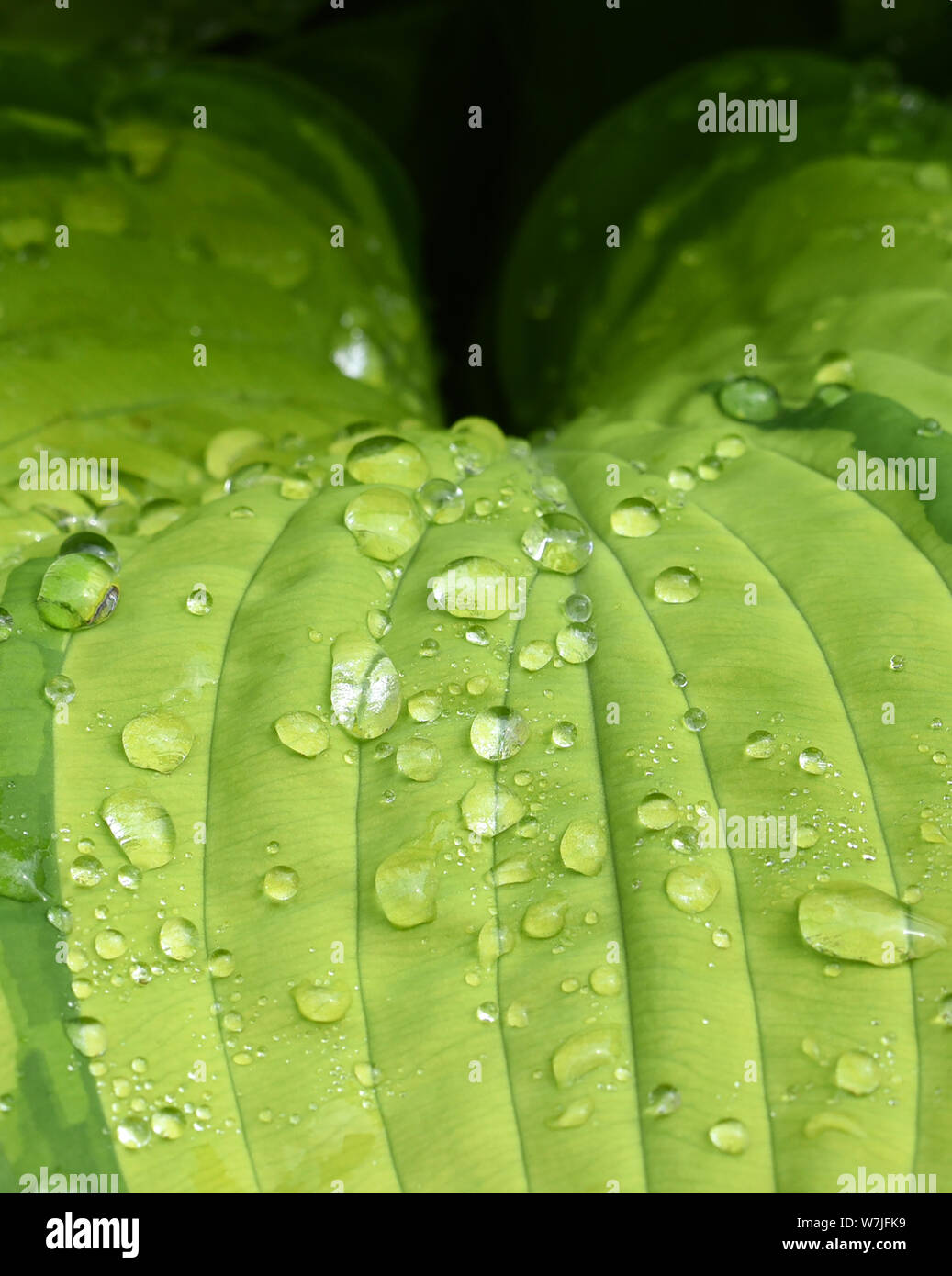 Green Leaf Stock Photo