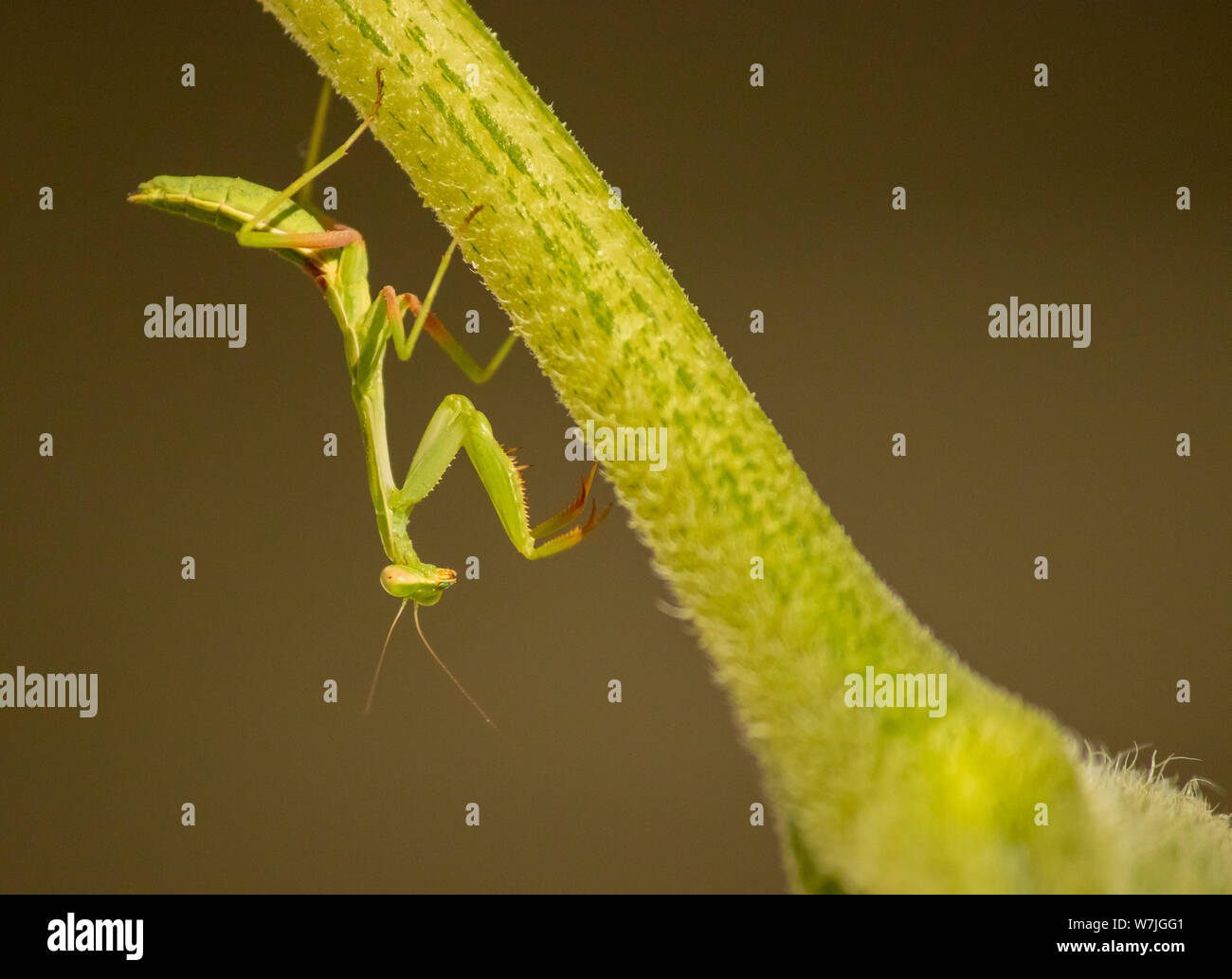 A praying mantis walking down a sunflower stalk Stock Photo Alamy