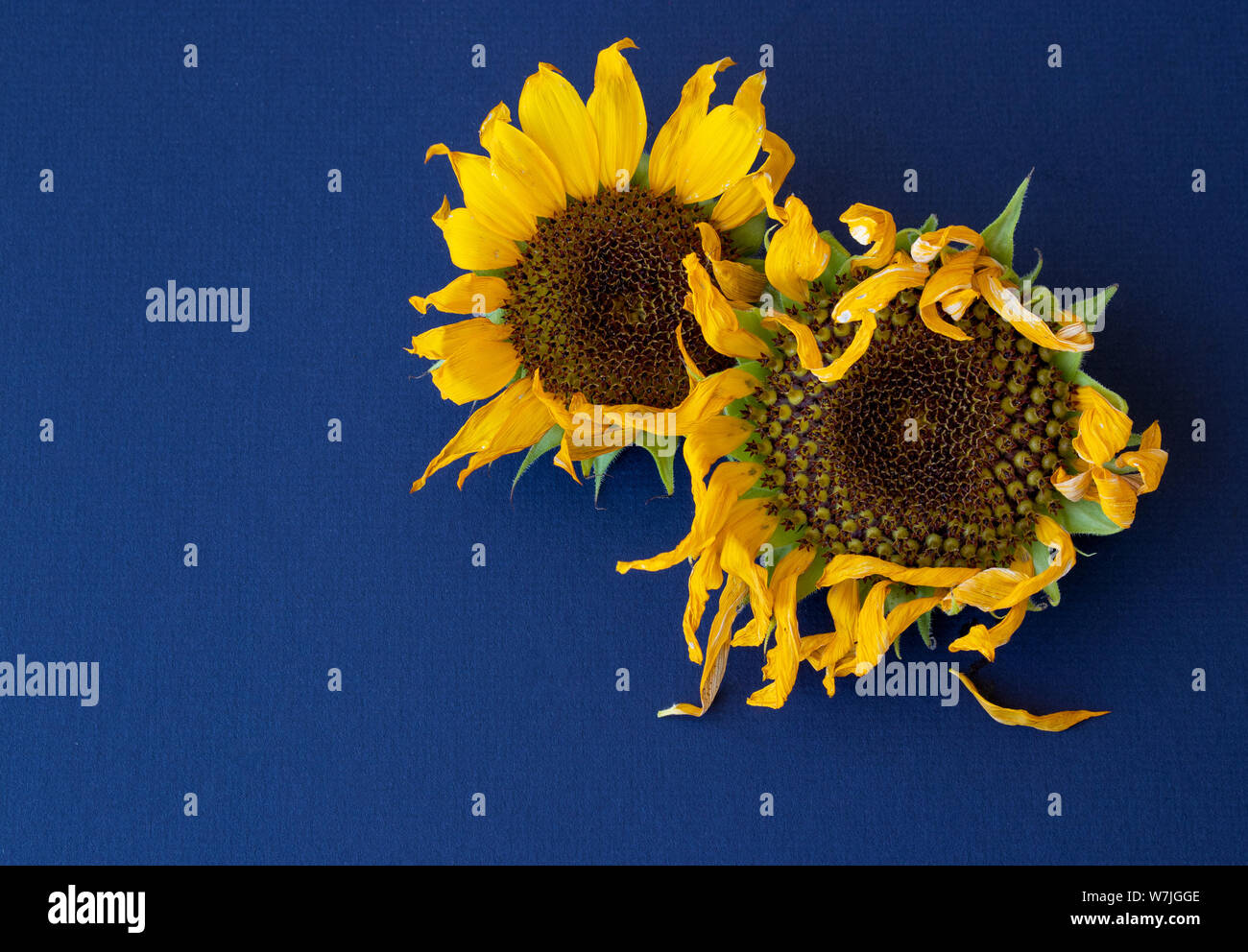 Two sunflowers at the end of their blooming cycle. Stock Photo