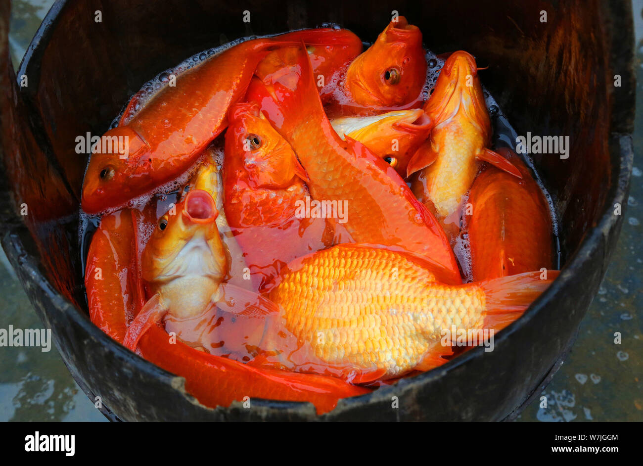 View of the Hebao red carps used to make the icon of the Chinese National Flag to celebrate the 68th founding anniversary of the People's Republic of Stock Photo