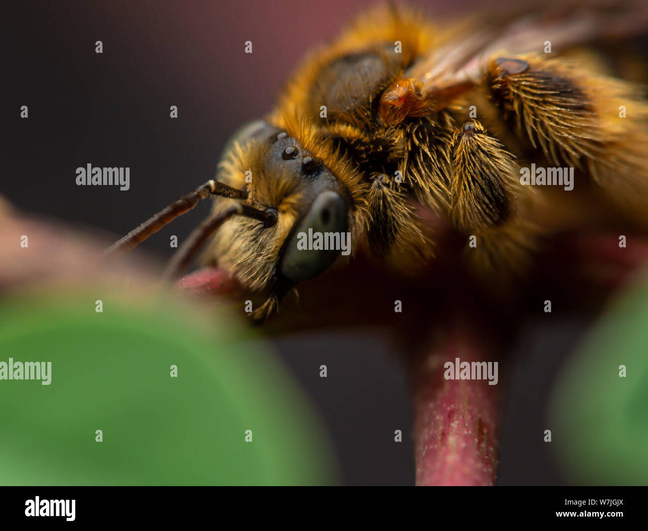 Brazilian native bees from the Exomalopsis genus sleeping with mandibles attached to a plant stalk, in a tropical garden Stock Photo