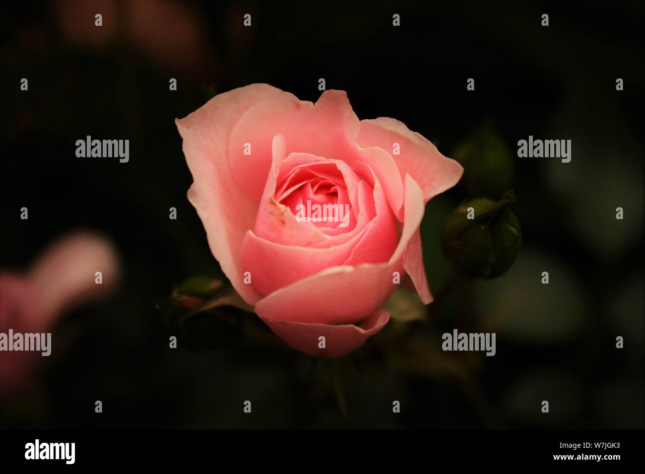 Beautifully soft, pink rose Stock Photo Alamy