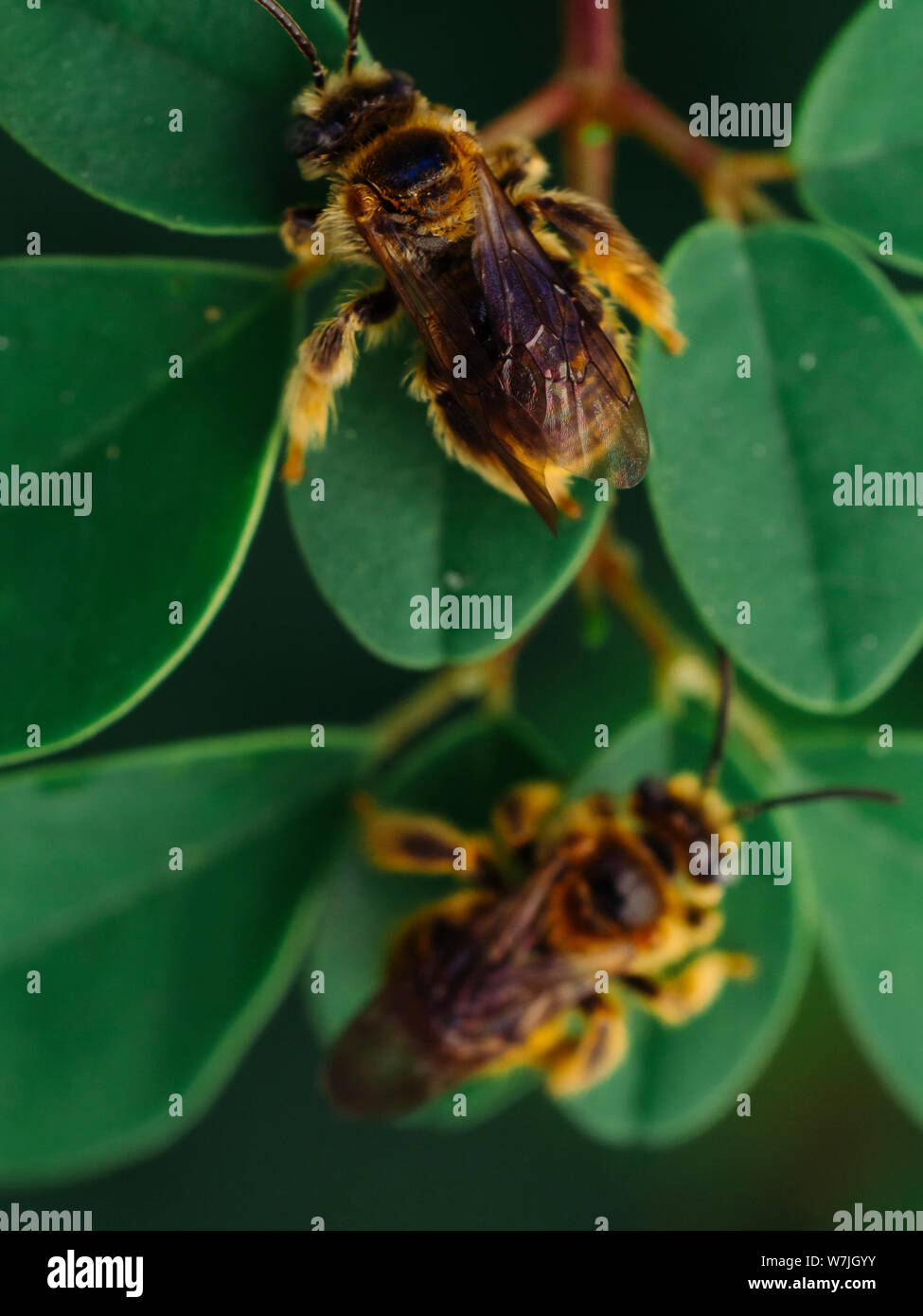 Top angl view of small wild bees (Exomalopsis) sleeping with mandibles attached to a moringa plant in a tropical garden from Brazil Stock Photo