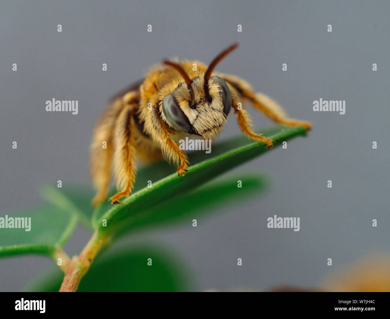 Frontal close-up of a native bee, Exomalopsis, sitting on a Moringa plant in a tropical garden Stock Photo