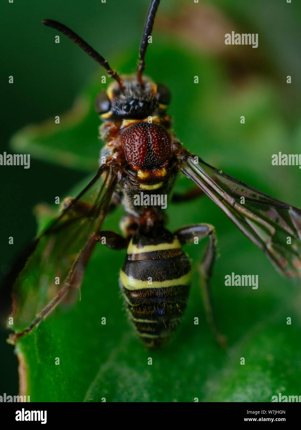 Small wasp-like bee from the Nomada genus, kleptoparasitoid of other bees, seen in a tropical garden in Brazil Stock Photo