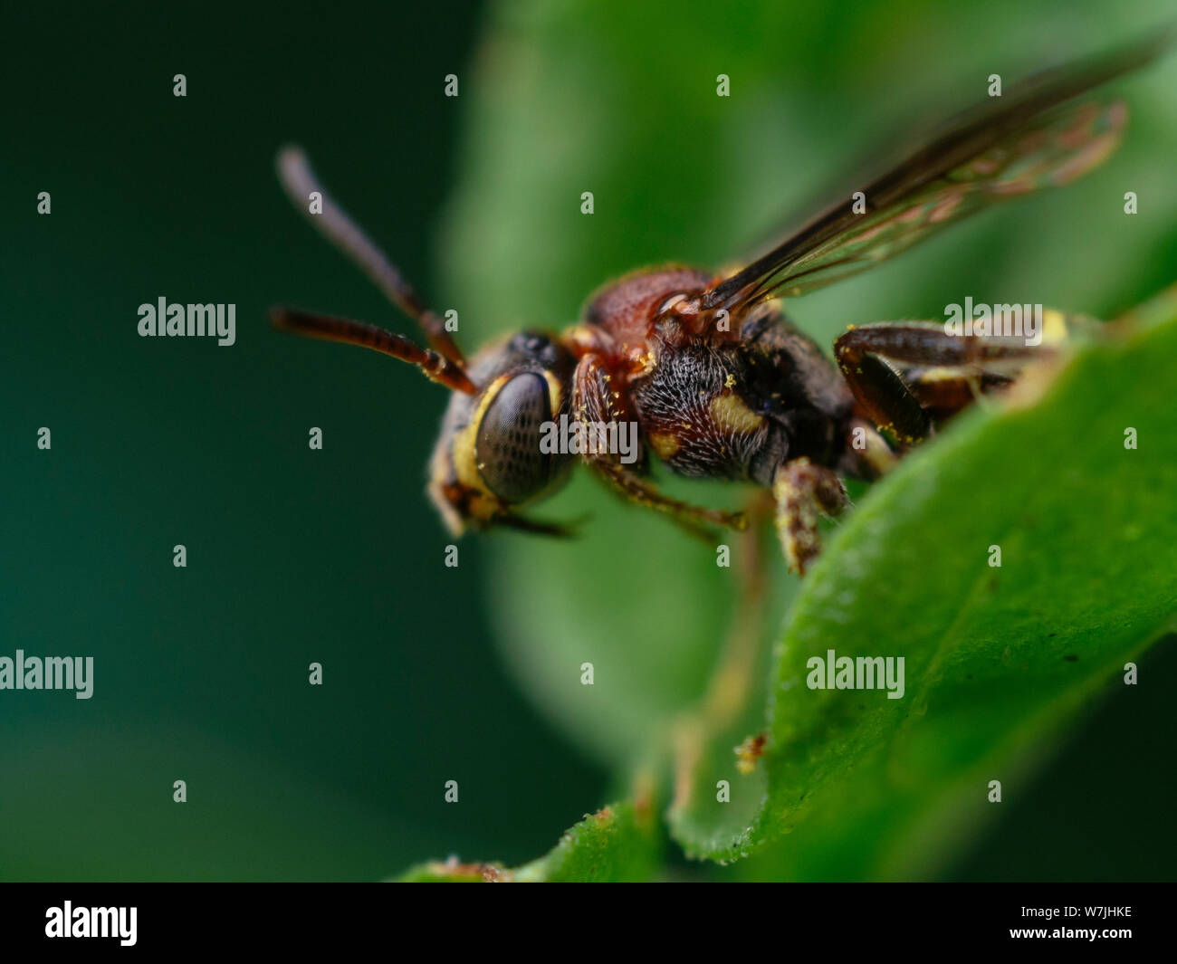 Small wasp-like bee from the Nomada genus, kleptoparasitoid of other bees, seen in a tropical garden in Brazil Stock Photo