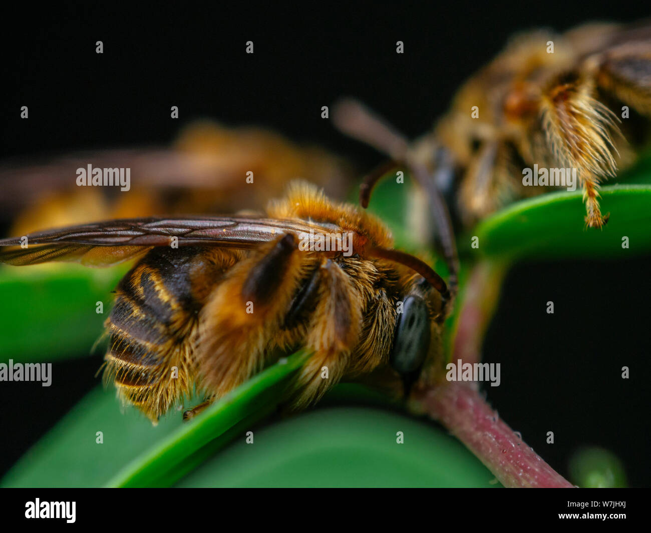 Group of wild bees (Exomalopsis) sleeping with mandibles attached to a plant in a tropical garden from Brazil Stock Photo