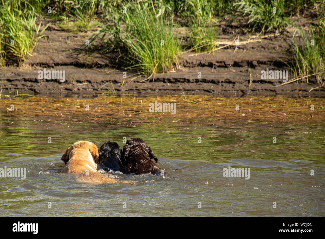 Labrador Retrievers / Retrieving Stock Photo