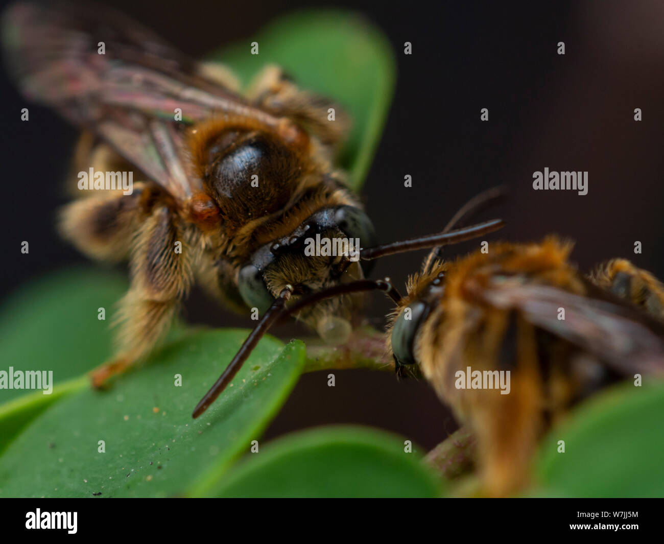 Group of wild bees (Exomalopsis) sleeping with mandibles attached to a plant in a tropical garden from Brazil Stock Photo