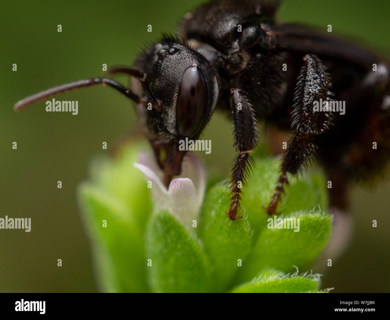 Camera insect close up hi-res stock photography and images - Alamy