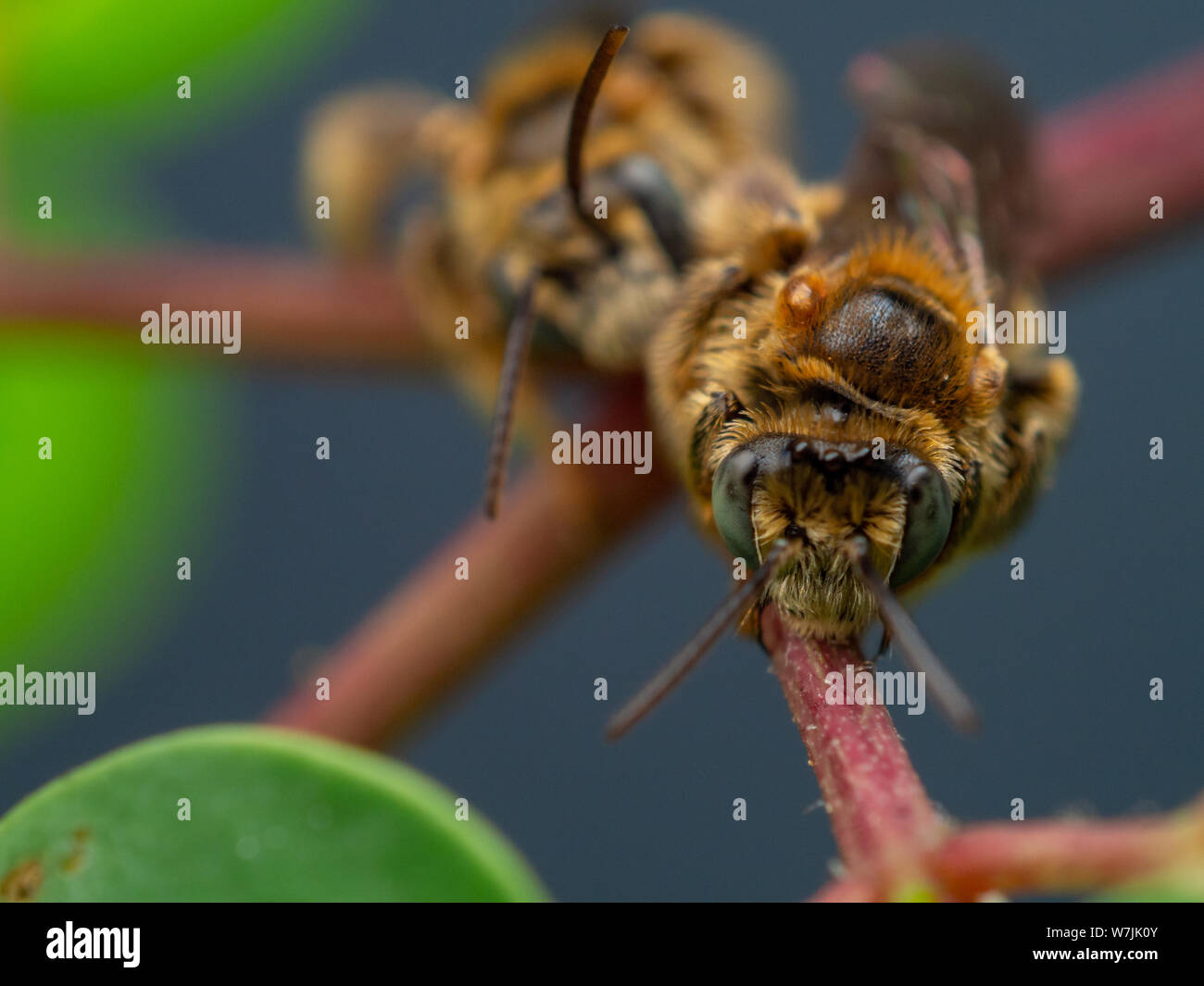 Fuzzy and small wild bee (Exomalopsis) sleeping with mandibles attached to a plant in a tropical garden from Brazil Stock Photo