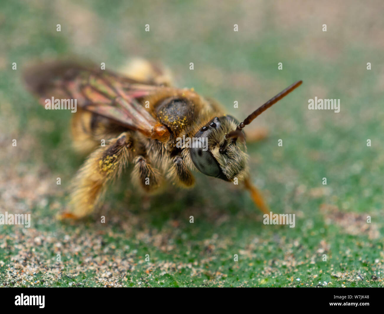 Fuzzy and small wild bee (Exomalopsis) in a tropical garden from Brazil Stock Photo