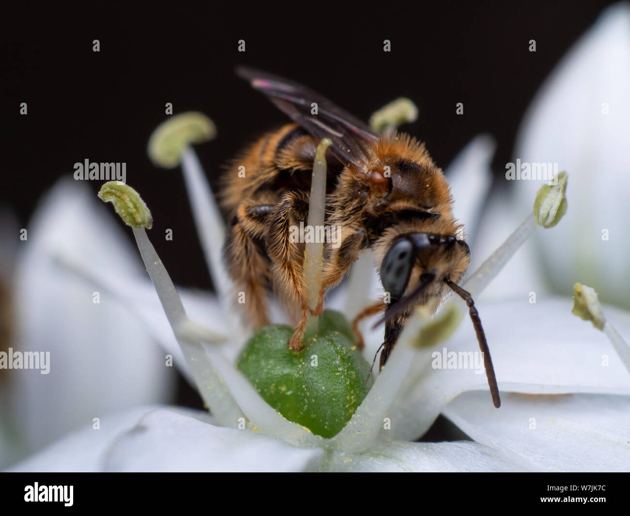 Fuzzy and small wild bee (Exomalopsis) pollinating a flower in a tropical garden from Brazil Stock Photo