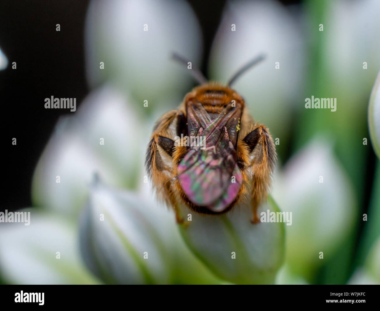 Wild bee sitting on a white flower in a tropical garden from Brazil Stock Photo