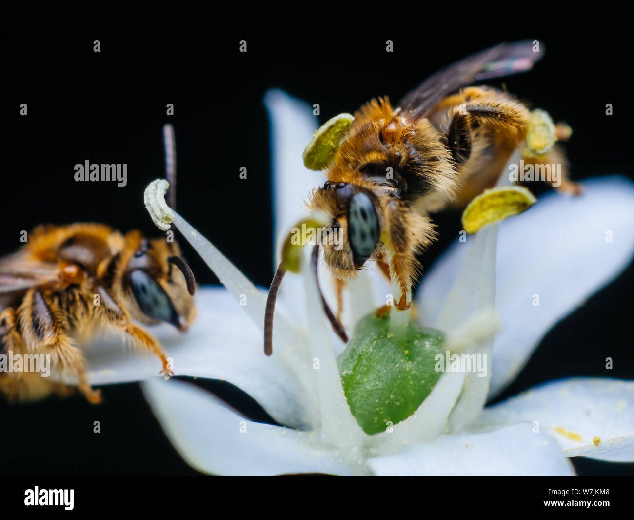 Group of wild bees visiting a flower in a tropical garden from Brazil Stock Photo