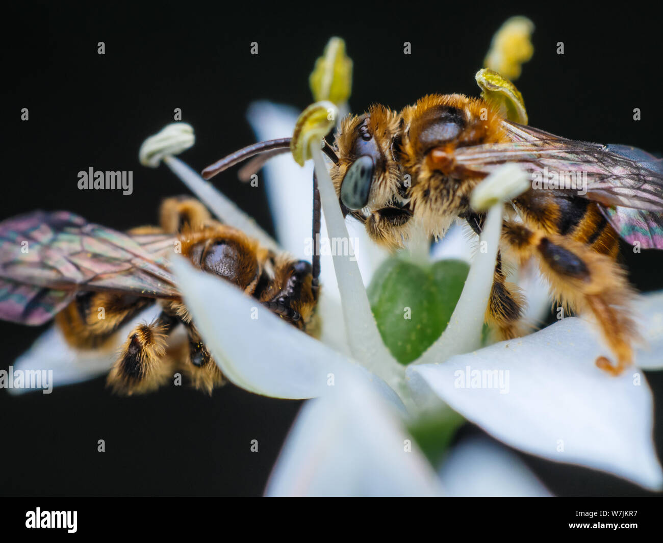 Group of wild bees visiting a flowr in a garden Stock Photo