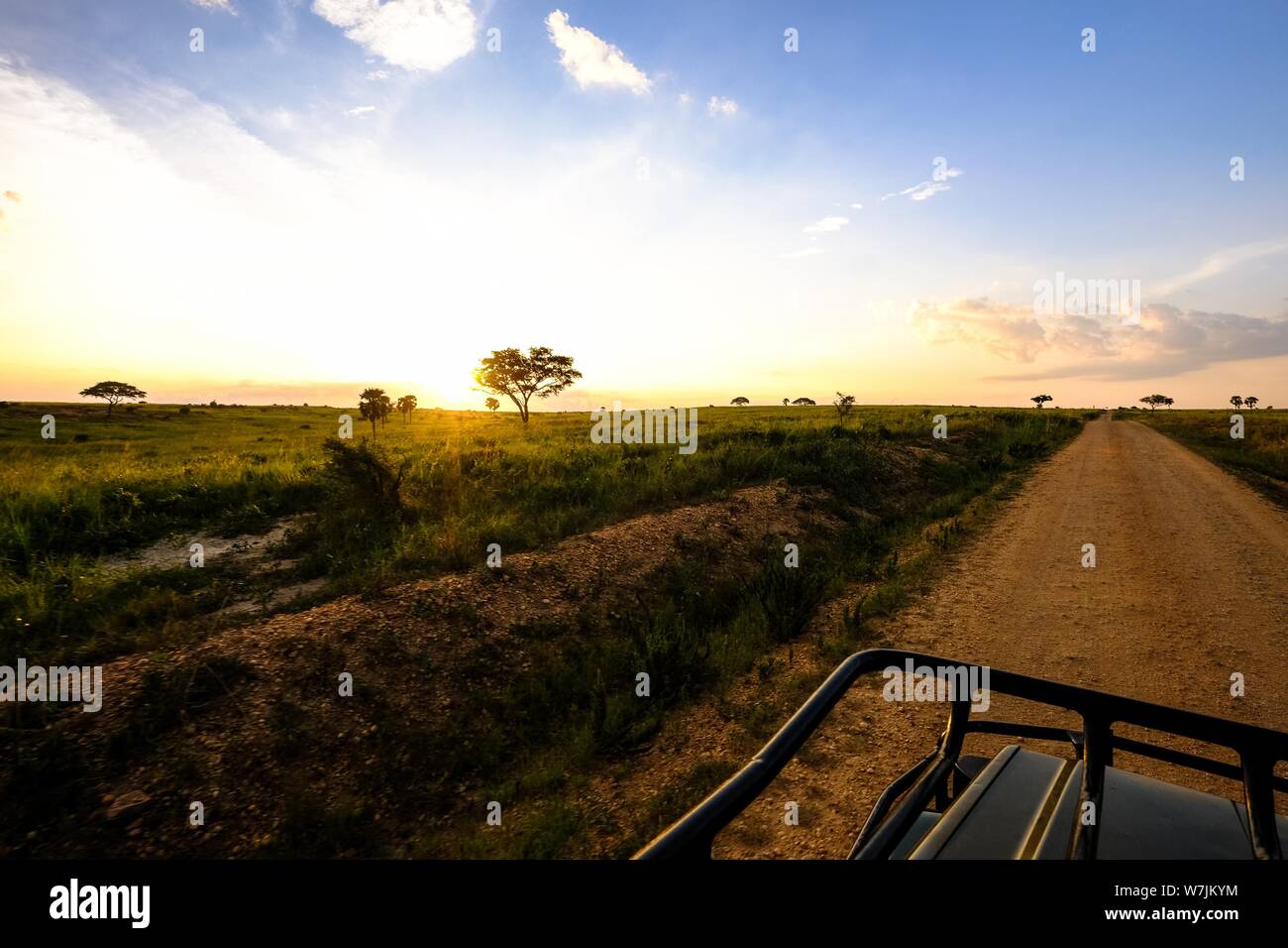 Dirt road in the middle of a grassy field with trees with the sun ...