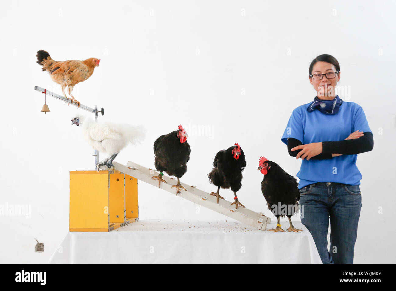 Five hens with different skills are pictured with their owner Zhang Huating at Henan University of Animal Husbandry & Economy in Zhengzhou city, centr Stock Photo - Alamy Five hens with different skills are pictured with their owner Zhang Huating at Henan University of Animal Husbandry & Economy in Zhengzhou city, centr Stock Photo - Alamy